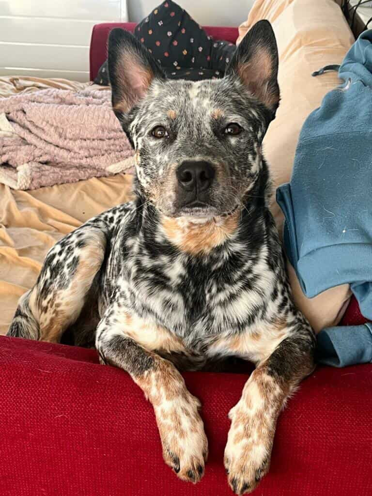 Valinor dit valerian Des Trésors De Méléa