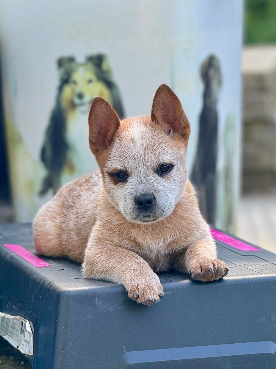 Abra Kadabra Des Trésors De Méléa