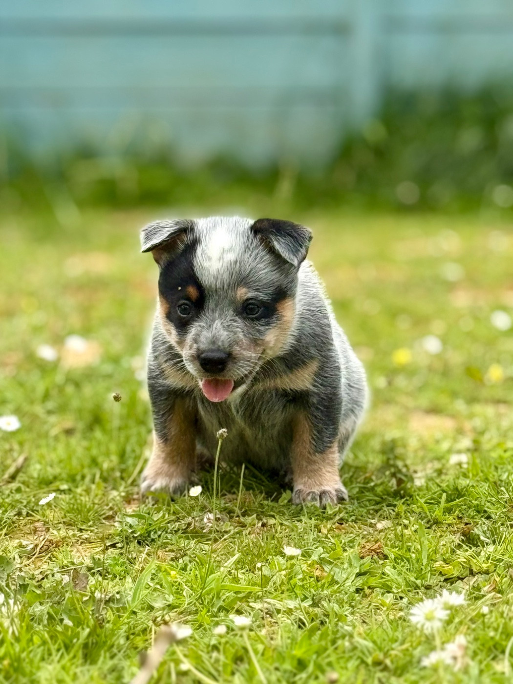 Aku Namatata dit Loco Des Trésors De Méléa