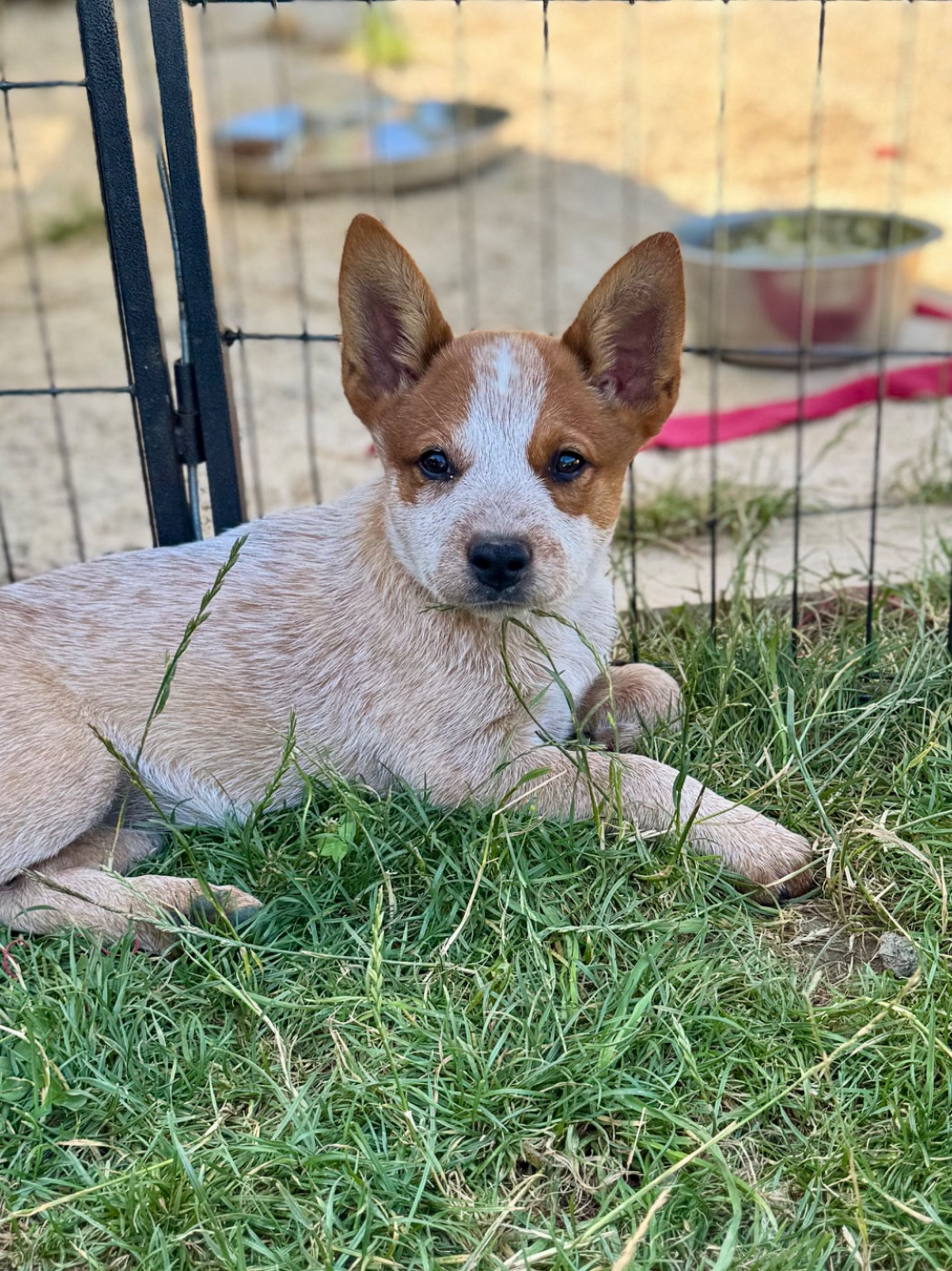 Ava Dakedavra Des Trésors De Méléa