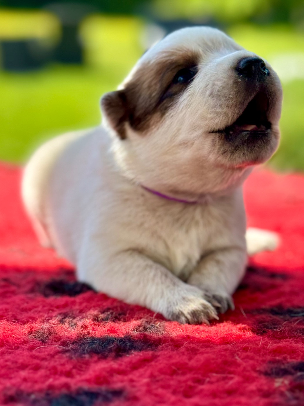 Asta La Vista Des Trésors De Méléa