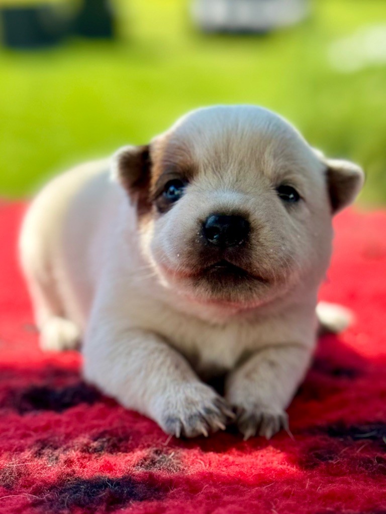 Des Trésors De Méléa - Chiots disponibles - Bouvier australien
