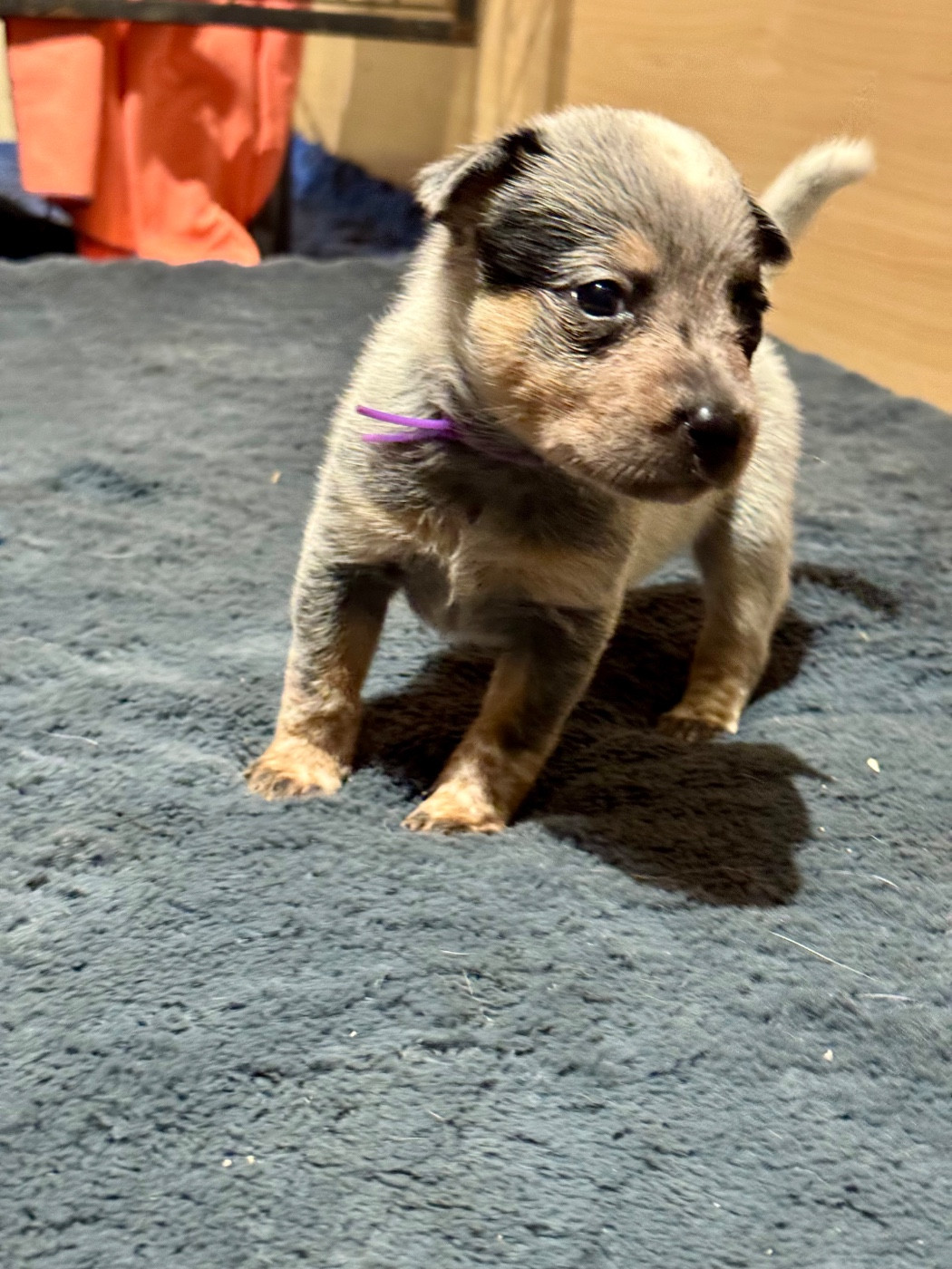 Des Trésors De Méléa - Chiots disponibles - Bouvier australien