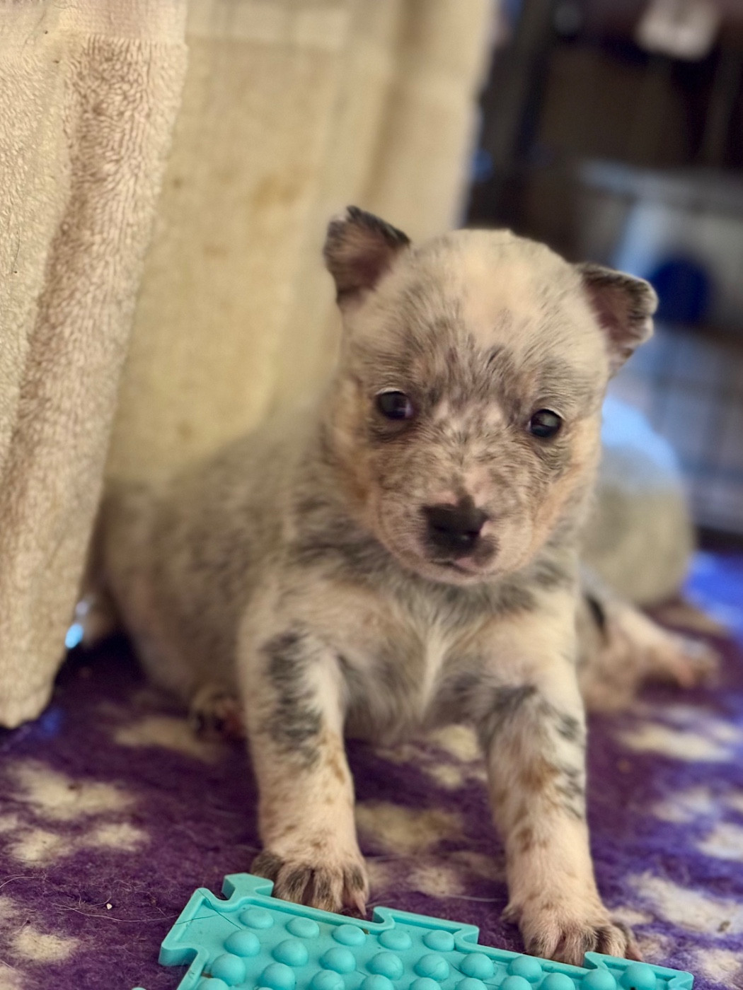 Des Trésors De Méléa - Chiots disponibles - Bouvier australien