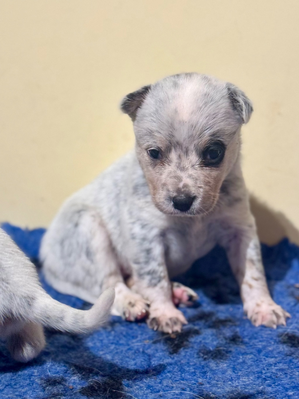 Des Trésors De Méléa - Chiots disponibles - Bouvier australien