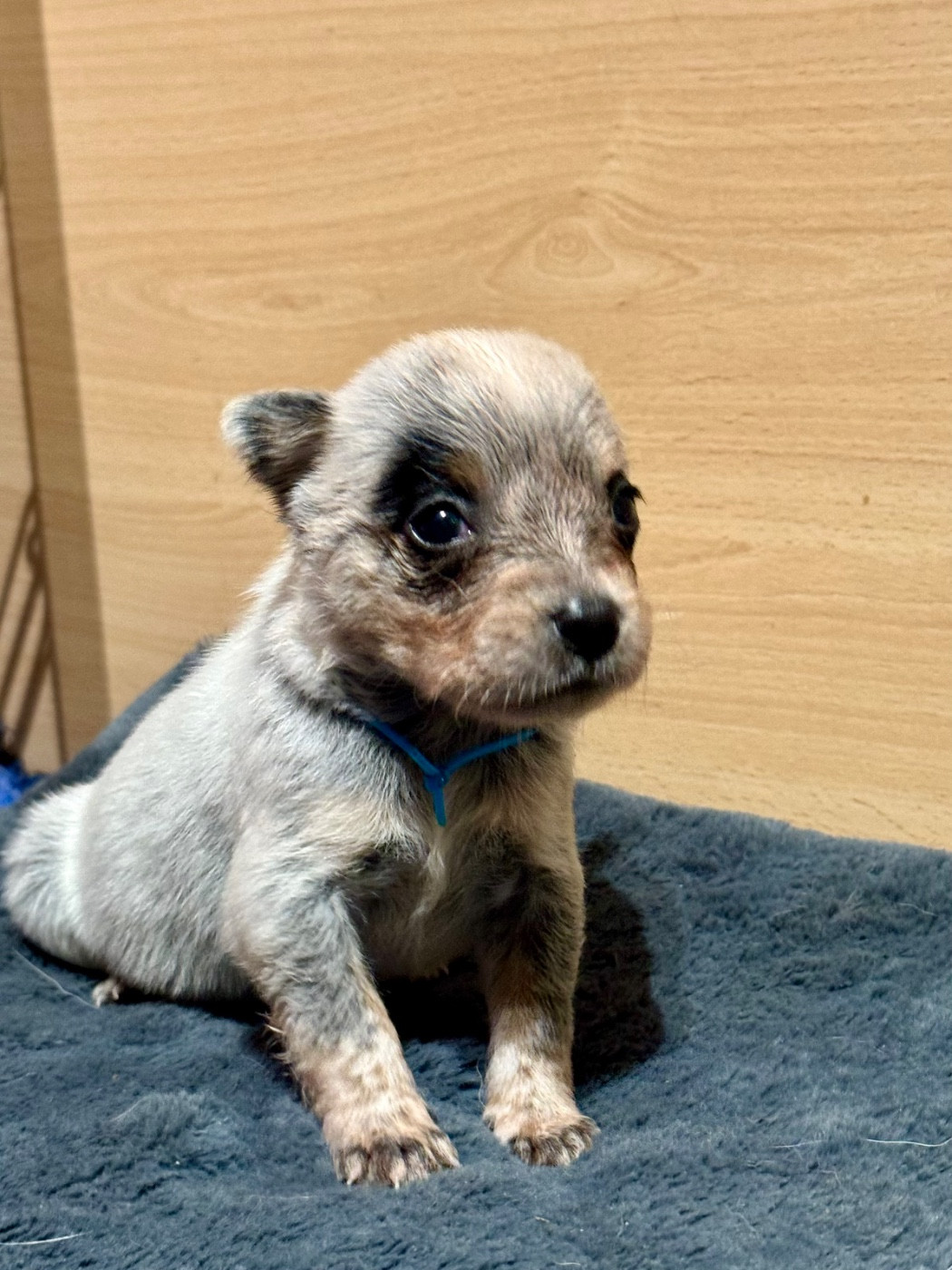 Des Trésors De Méléa - Chiots disponibles - Bouvier australien