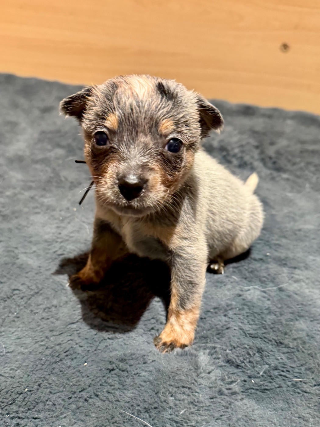Des Trésors De Méléa - Chiots disponibles - Bouvier australien