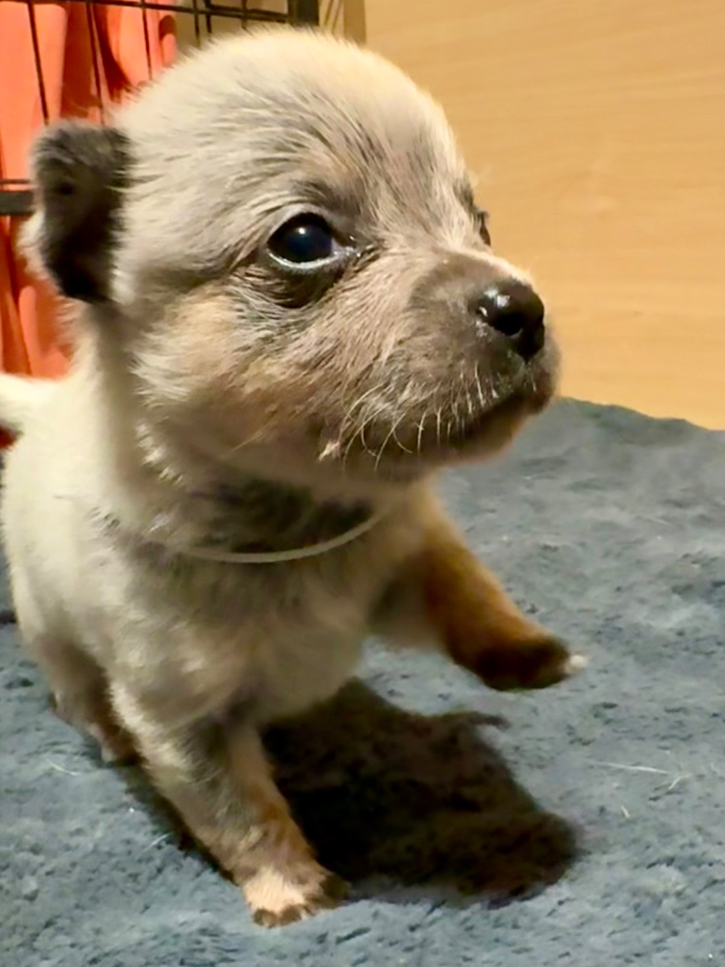 Des Trésors De Méléa - Chiots disponibles - Bouvier australien