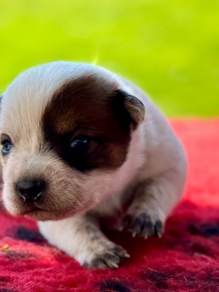 Des Trésors De Méléa - Chiots disponibles - Bouvier australien