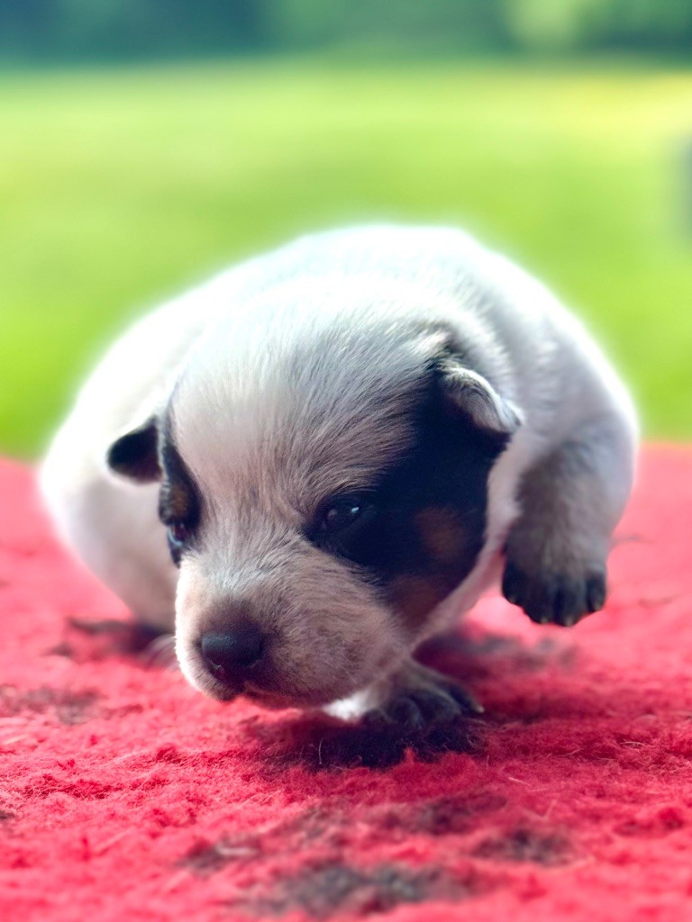 Des Trésors De Méléa - Chiots disponibles - Bouvier australien