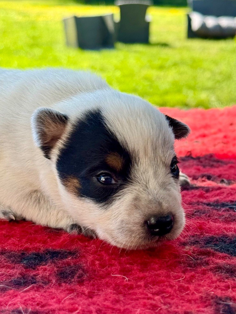 Des Trésors De Méléa - Chiots disponibles - Bouvier australien