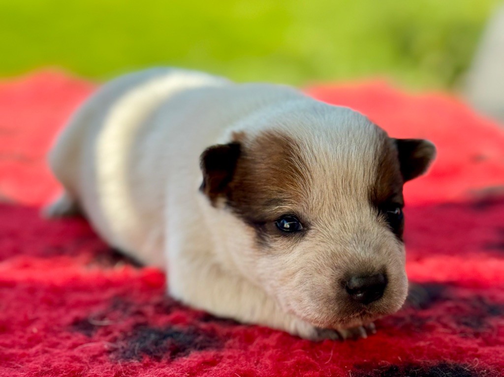 Des Trésors De Méléa - Chiots disponibles - Bouvier australien