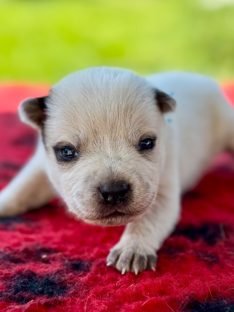 Des Trésors De Méléa - Chiots disponibles - Bouvier australien