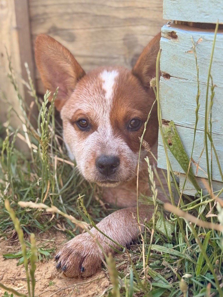 Des Trésors De Méléa - Chiots disponibles - Bouvier australien